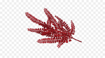 Leaf Flowering plant - Leaf Leaf Flowering plant - Leaf