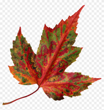 Leaf Format - Managing Project Delivery: Maintaining Control And Leaf Format - Managing Project Delivery: Maintaining Control And