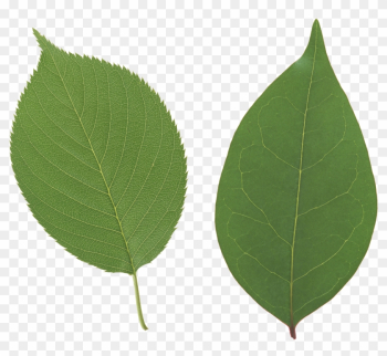 Leaf Free Download - Apple Leaf Png Leaf Free Download - Apple Leaf Png