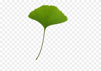 Leaf Ginkgo Biloba Download Clip Art - Leaf Ginkgo Biloba Download Clip Art Leaf Ginkgo Biloba Download Clip Art - Leaf Ginkgo Biloba Download Clip Art