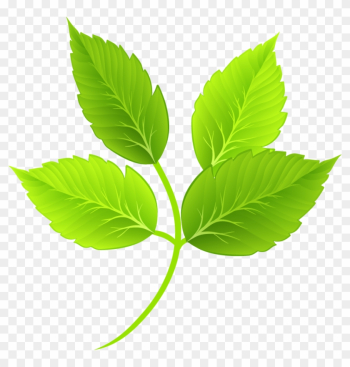 Leaf Green Cartoon - Hojas Verdes Dibujo Jpg Leaf Green Cartoon - Hojas Verdes Dibujo Jpg