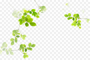 Leaf Green Euclidean vector - leaf Leaf Green Euclidean vector - leaf