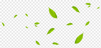 Leaf Green, Green leaves fly with the wind, green leafed plant on blue background, watercolor Leaves, angle, branch png