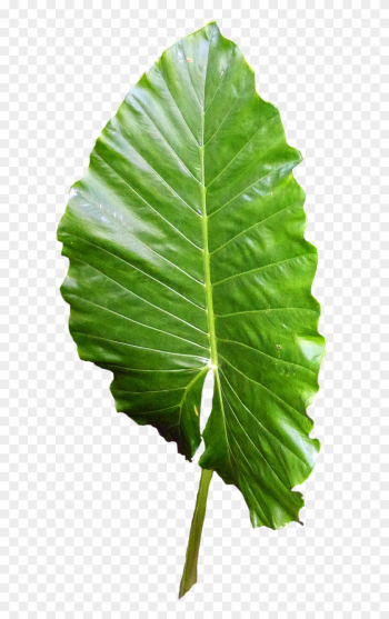 Leaf Green Leaves Green Leaf Png Image - Skin