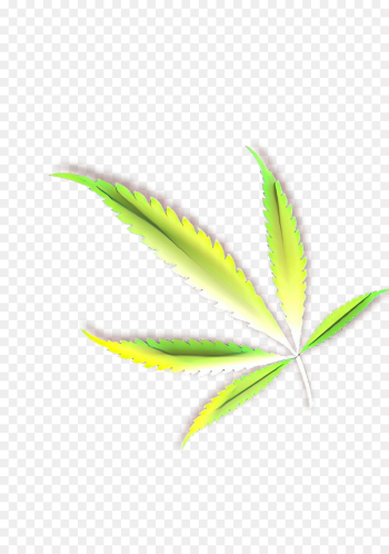 leaf green plant flower terrestrial plant leaf green plant flower terrestrial plant