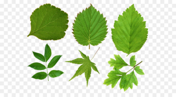 Leaf Green Wallpaper - Green Leaf Png Leaf Green Wallpaper - Green Leaf Png