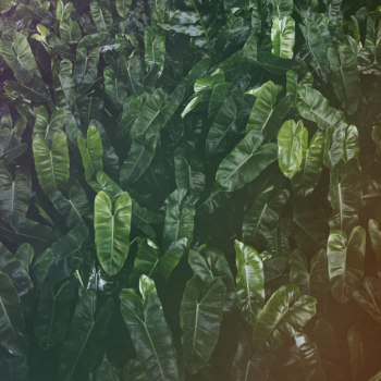 Leaf Greenery Foliage Nature Freshness