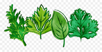 Leaf Greens Herbalism Plant stem - Leaf Greens Herbalism Plant stem -