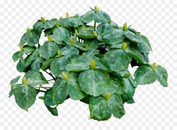 Leaf Herb Groundcover - Leaf Herb Groundcover -