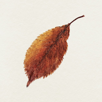 Leaf illustration | Free Photo - rawpixel Leaf illustration | Free Photo - rawpixel