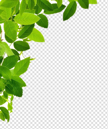 Leaf , Leaf Frame transparent background PNG clipart Leaf , Leaf Frame transparent background PNG clipart