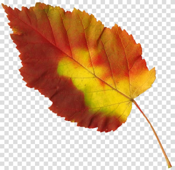 Leaf , Leaf transparent background PNG clipart Leaf , Leaf transparent background PNG clipart