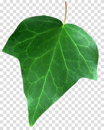 Leaf , Leaf transparent background PNG clipart Leaf , Leaf transparent background PNG clipart