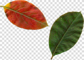 Leaf , Leaf transparent background PNG clipart Leaf , Leaf transparent background PNG clipart