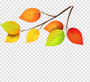 Leaf , Leaf transparent background PNG clipart Leaf , Leaf transparent background PNG clipart