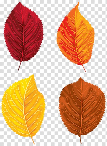 Leaf , Leaf transparent background PNG clipart