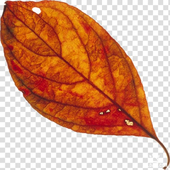 Leaf , Leaf transparent background PNG clipart Leaf , Leaf transparent background PNG clipart