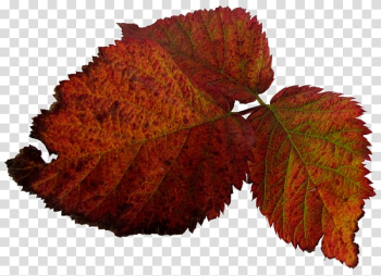Leaf , Leaf transparent background PNG clipart Leaf , Leaf transparent background PNG clipart