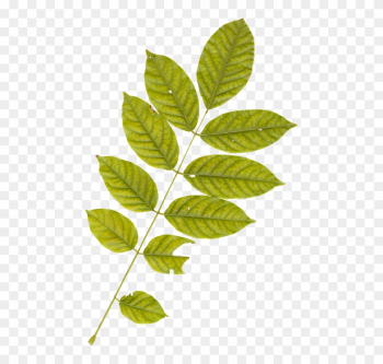 Leaf, Leaves, Plant, Autumn, Fall, Nature, Green - Leaves Plant Leaf, Leaves, Plant, Autumn, Fall, Nature, Green - Leaves Plant