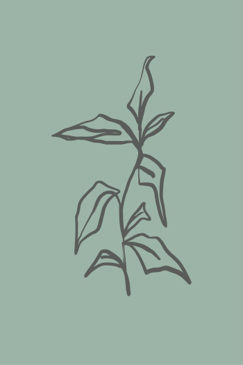 Leaf line art, aesthetic botanical | Free Photo - rawpixel Leaf line art, aesthetic botanical | Free Photo - rawpixel