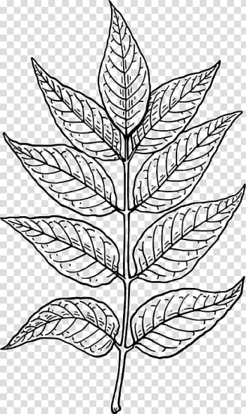 Leaf Line art , Leaf Line Art transparent background PNG clipart