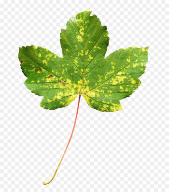 Leaf - Maple Leaf Leaf - Maple Leaf