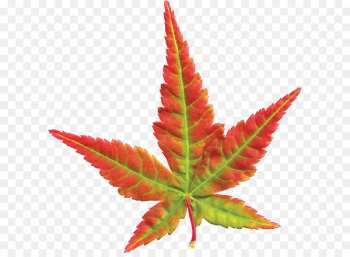 Leaf - Maple Leaf Leaf - Maple Leaf