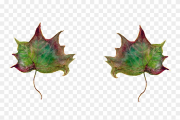 Leaf Maple Leaves Green Leaf Png Image - Leaf Maple Leaves Green Leaf Png Image