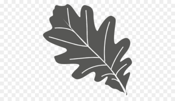 Leaf Oak - Leaf Leaf Oak - Leaf