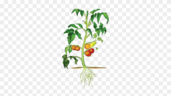 Leaf - Part Of Plant Clipart Leaf - Part Of Plant Clipart