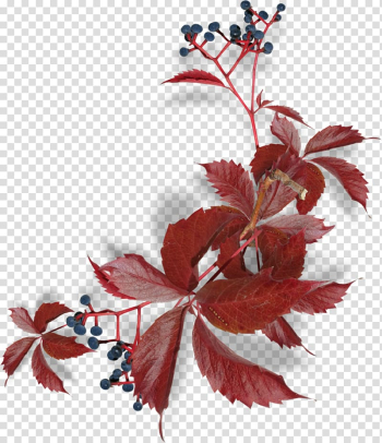 Leaf Petal Floral design Plant Autumn, Leaf transparent background PNG clipart