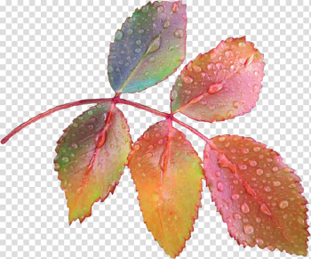 Leaf Petal Paper Dew, Leaf transparent background PNG clipart