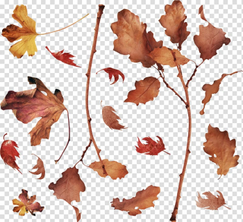 Leaf Petal Plant stem , autumn transparent background PNG clipart