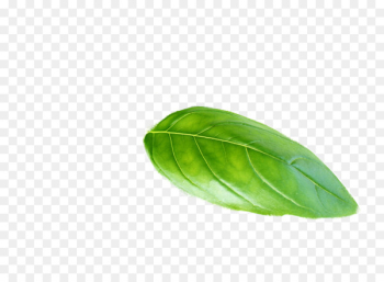 Leaf Plant Basil - basil Leaf Plant Basil - basil
