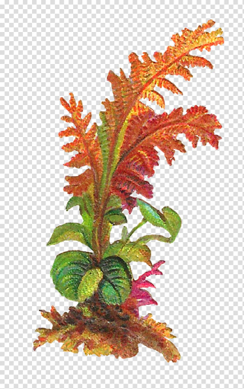 Leaf Plant , botanical transparent background PNG clipart Leaf Plant , botanical transparent background PNG clipart