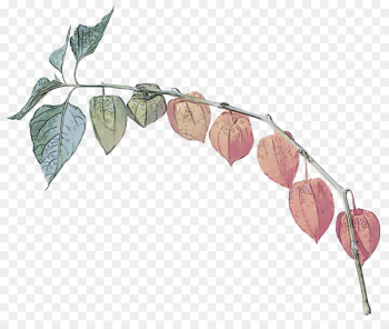 leaf plant flower branch flowering plant leaf plant flower branch flowering plant