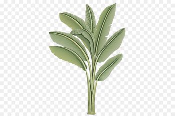 leaf plant flower flowering plant tree leaf plant flower flowering plant tree