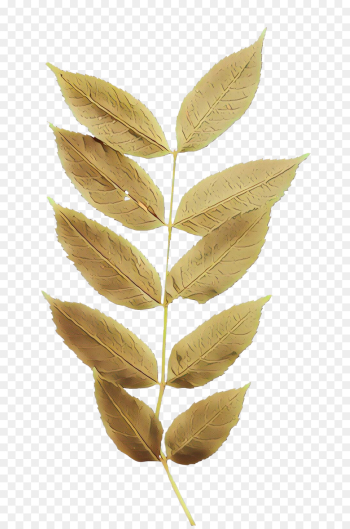 leaf plant flower tree flowering plant leaf plant flower tree flowering plant
