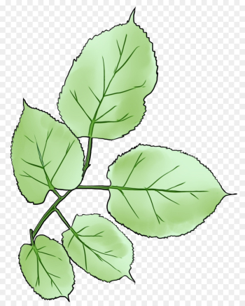 leaf plant flower tree flowering plant leaf plant flower tree flowering plant