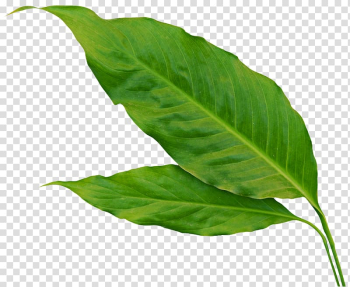 Leaf Plant Leaves Flower, green leaves potted transparent background PNG clipart