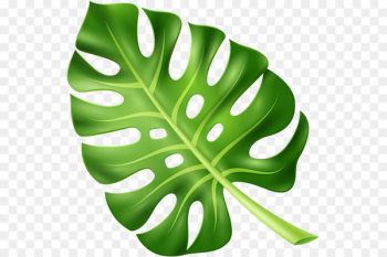 Leaf Plant Leaves - Leaf Leaf Plant Leaves - Leaf