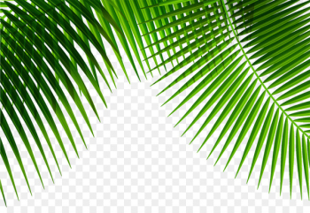 Leaf Plant - Palm leaf Leaf Plant - Palm leaf