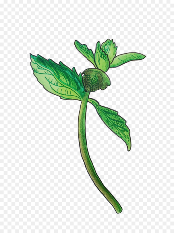 Leaf, Plant Stem, Flower, Flowering Plant PNG Leaf, Plant Stem, Flower, Flowering Plant PNG