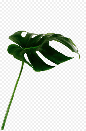 Leaf, Plant Stem, Flower, Green, Monstera Deliciosa PNG