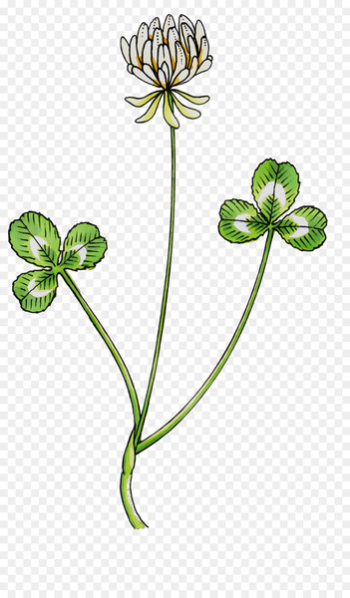 Leaf Plant stem Flowering plant Plants - Leaf Plant stem Flowering plant Plants -