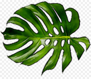 Leaf Plant stem Greens Fruit Plants - Leaf Plant stem Greens Fruit Plants -