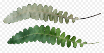 Leaf, Plant Stem, Plants, Plant PNG Leaf, Plant Stem, Plants, Plant PNG