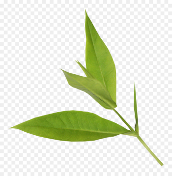 Leaf, Plant Stem, Plants, Plant PNG Leaf, Plant Stem, Plants, Plant PNG
