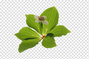 Leaf Plant synthesis Green Raster graphics, leaf transparent background PNG clipart Leaf Plant synthesis Green Raster graphics, leaf transparent background PNG clipart