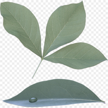 leaf plant tree bay leaf flower leaf plant tree bay leaf flower